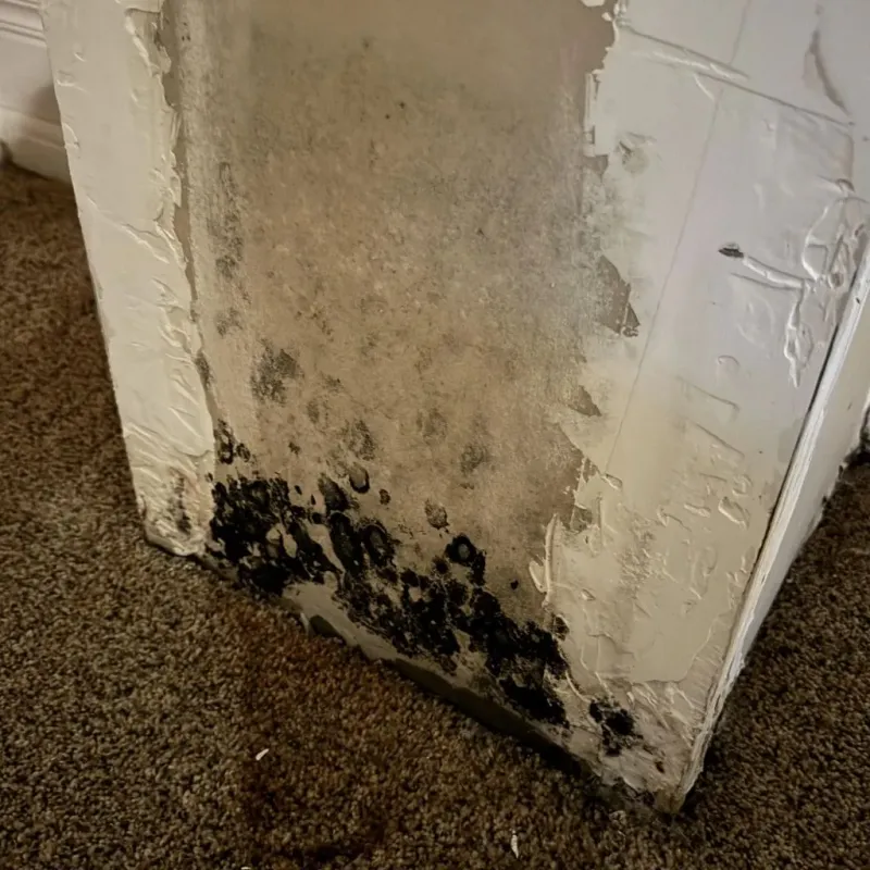 Professional Mold Removal in Currituck County, NC